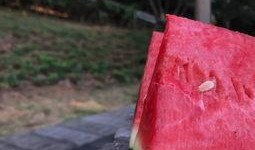 网红吃瓜人名字大全,揭秘网络红人的独特命名艺术